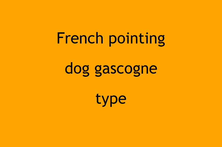 Meet Your New French pointing dog gascogne type Dog in Ashton