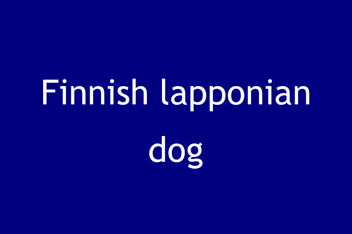 Finnish lapponian dog Dog in Cambridge Ready for a New Home