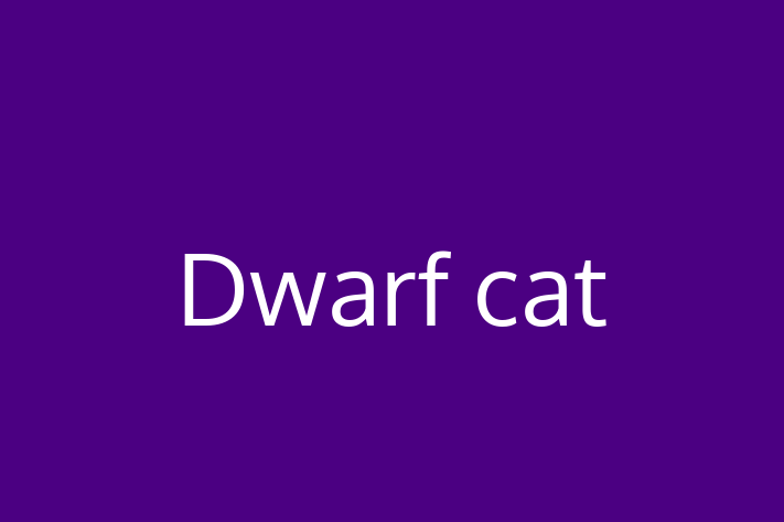 Cat Dwarf cat for Sale in Grantham