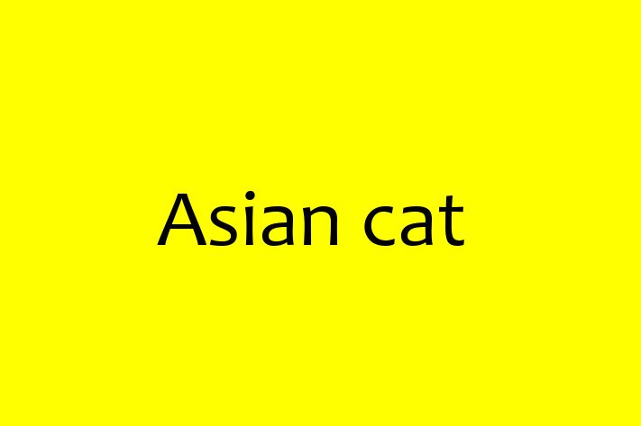 Asian cat Cat for Adoption in Waltham