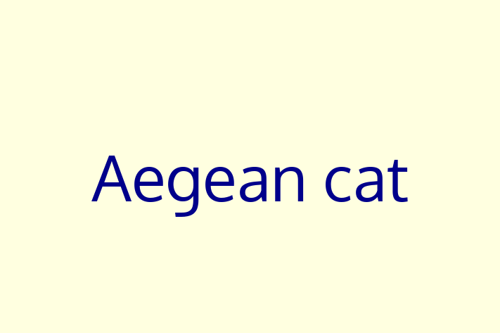 Aegean cat Cat in Bristol