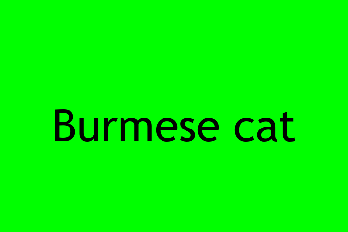 Burmese cat Cat for Sale in LondonderryDerry