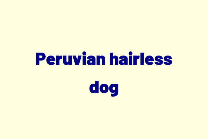 Peruvian hairless dog Dog for Sale in Nottingham