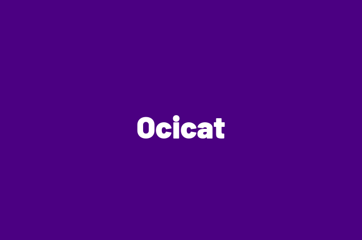 Ocicat Cat Available Now in Stratford