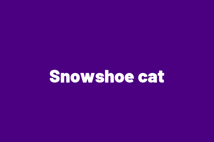 Snowshoe cat for Sale in Chipping Sodbury