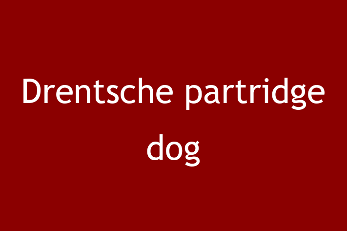 Drentsche partridge dog Dog in Little Stanney