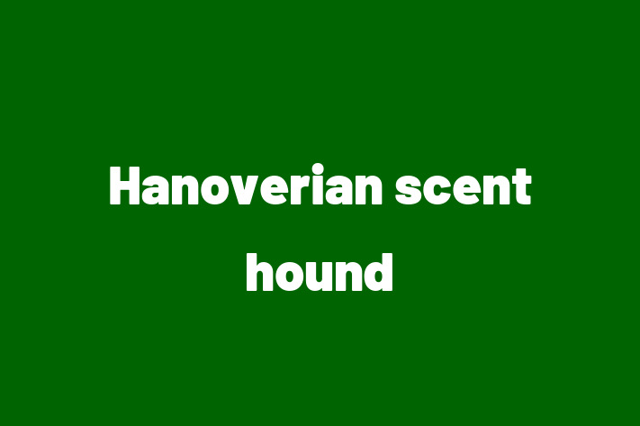 Charming Hanoverian scent hound Dog for Sale in Hanwell