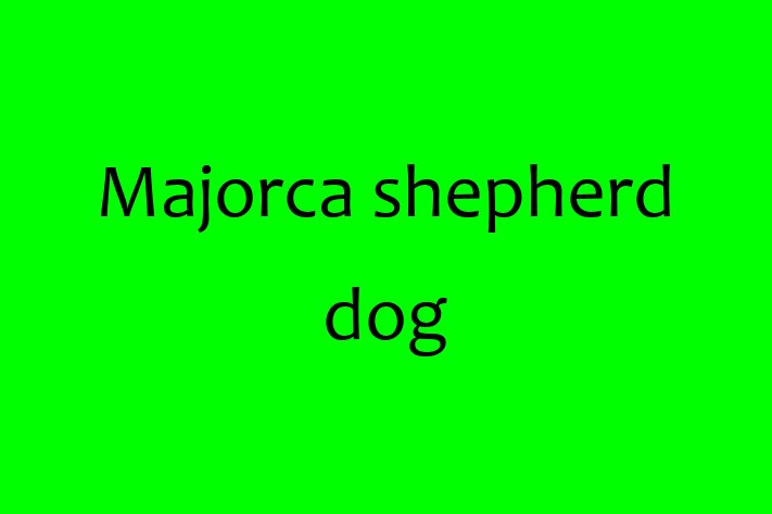 Adopt a Dog Majorca shepherd dog Available in Cheadle Hulme