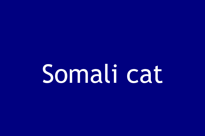 Adopt a Friendly Somali cat Cat in Willingham