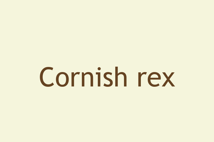 Adopt a Cat Today Cornish rex in Pinner