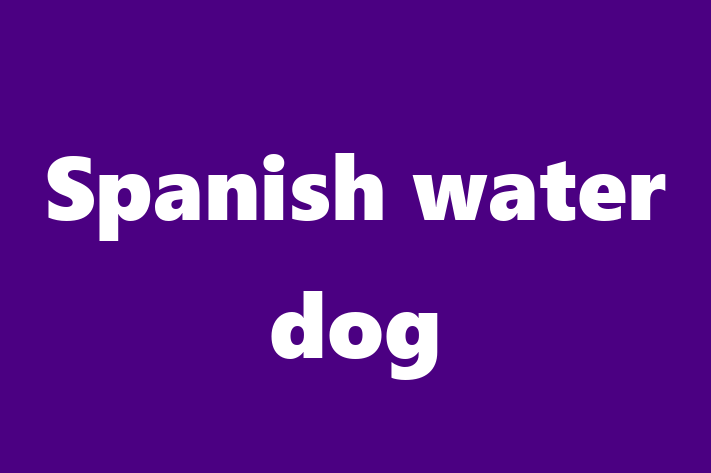 Spanish water dog Dog in Watford