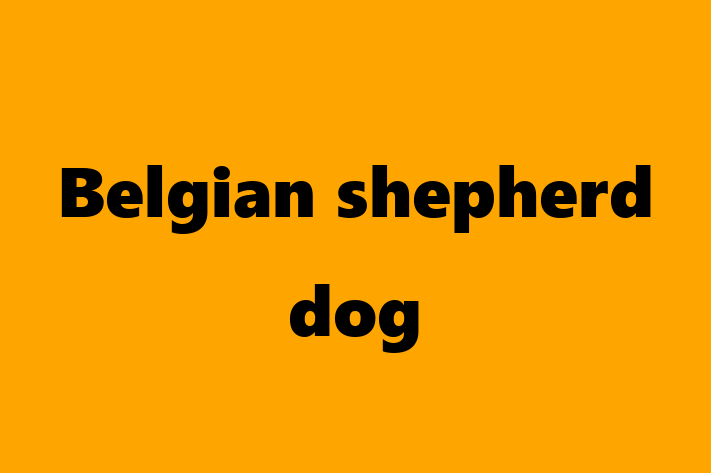 Belgian shepherd dog Dog for Sale in Bridgwater