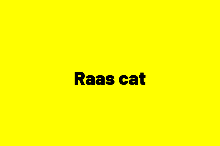 Adopt a Friendly Raas cat Cat in Leicester