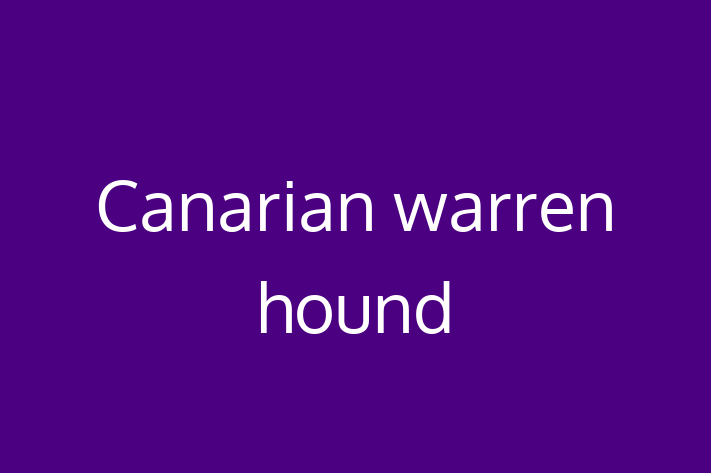 Adopt a Beautiful Canarian warren hound Dog in Sutton Coldfield