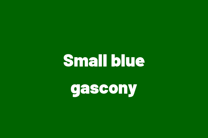 Small blue gascony Dog in Bristol