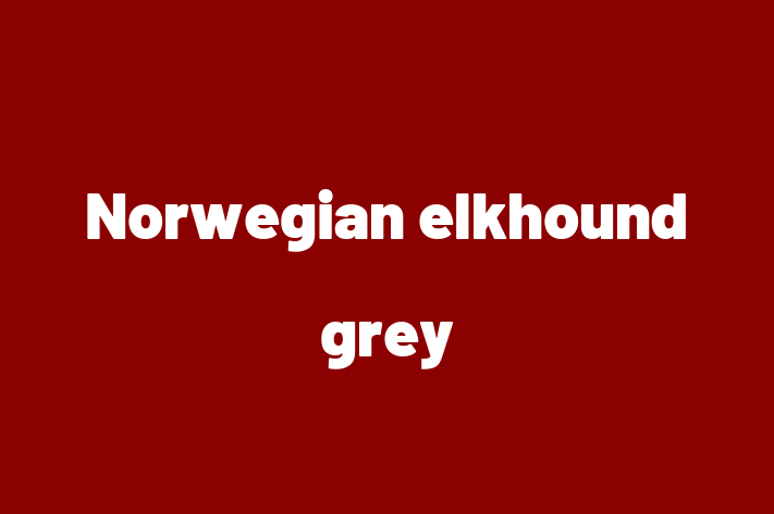 Adopt a Dog Today Norwegian elkhound grey in Sunderland