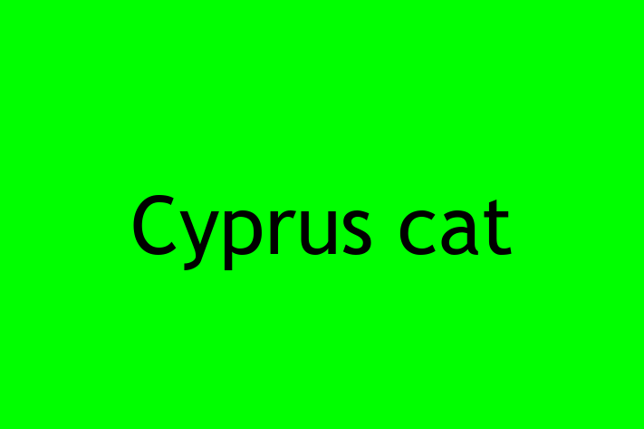 Adopt a Cat Today Cyprus cat in Wick