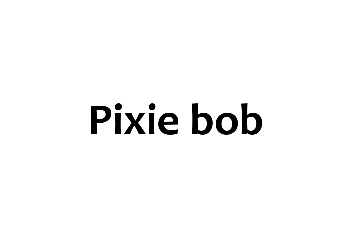 Pixie bob Cat in Hessle