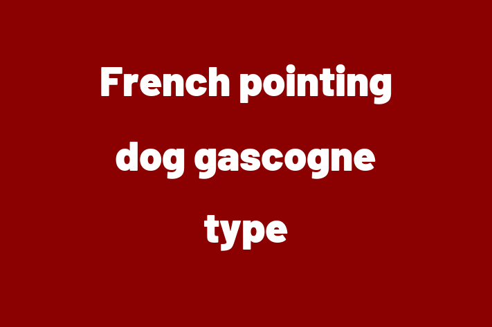 Adopt a Dog Today French pointing dog gascogne type in Sutton Coldfield