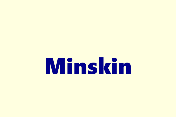 Minskin Cat for Sale in Saint Albans