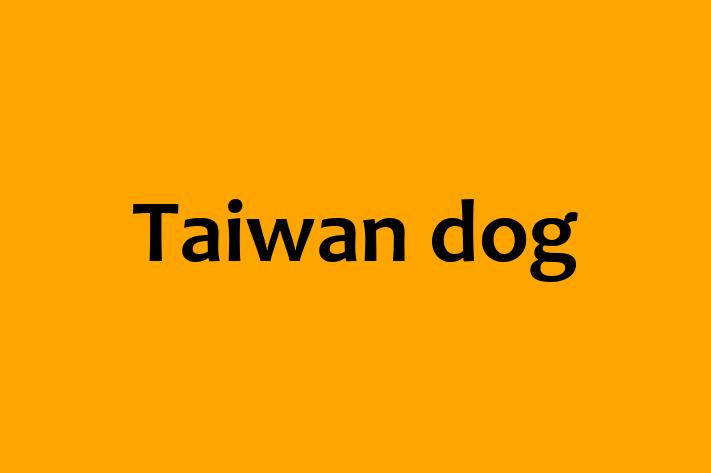 Meet Your New Taiwan dog Dog in Bromley