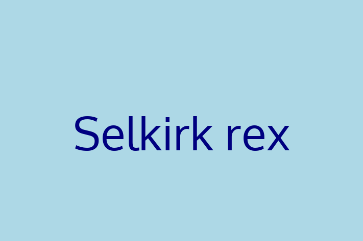 Selkirk rex Cat in Wycombe Ready for a New Home