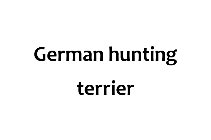 German hunting terrier Dog Ready for a Home in Kings Lynn