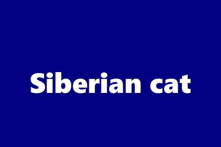 Siberian cat Cat in Glasgow Ready for a New Home