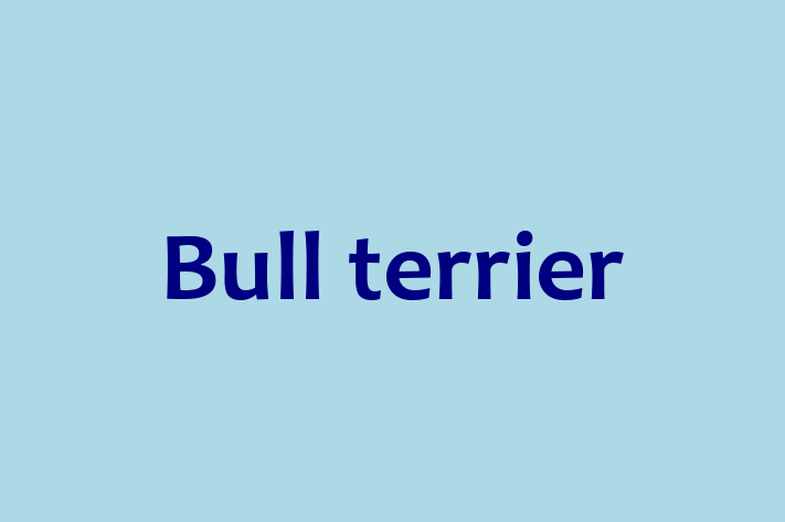 Bull terrier Dog Ready for a Home in Rayleigh