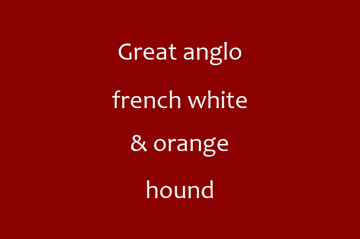 Great anglo french white orange hound Dog for Adoption in Ashbourne