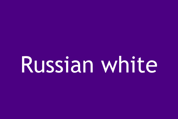 Russian white for Sale in Rochester