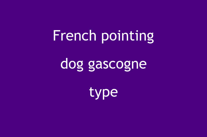 Charming French pointing dog gascogne type Dog for Sale in Sunderland