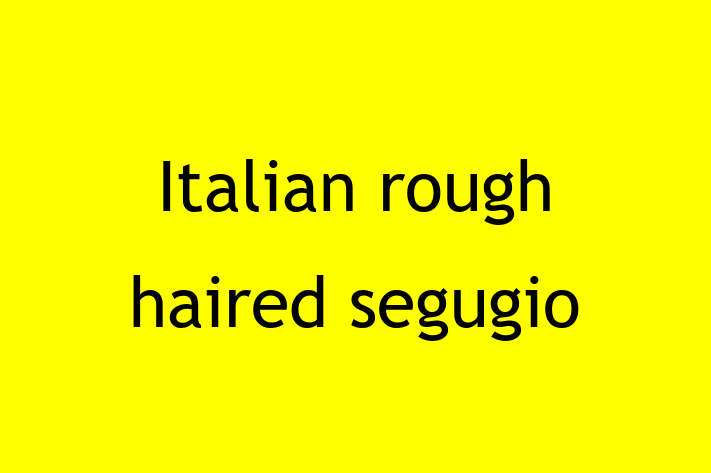 Italian rough haired segugio Dog in Greenford