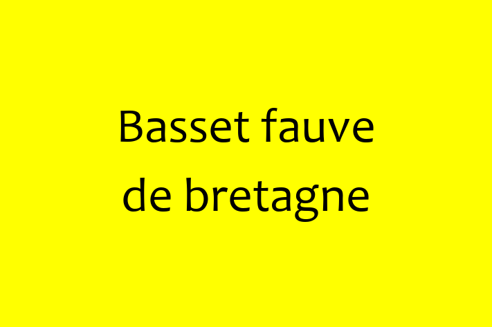 Adopt a Basset fauve de bretagne Dog in Walton upon Thames