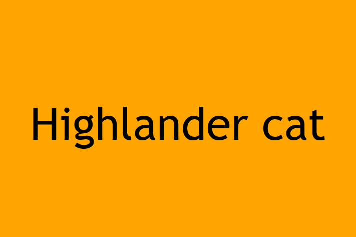 Highlander cat for Sale in City of Bath