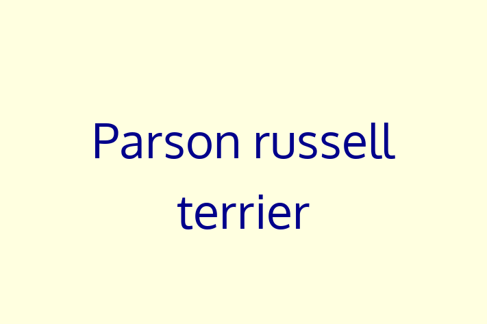 Parson russell terrier Dog in Pinner Ready for a New Home