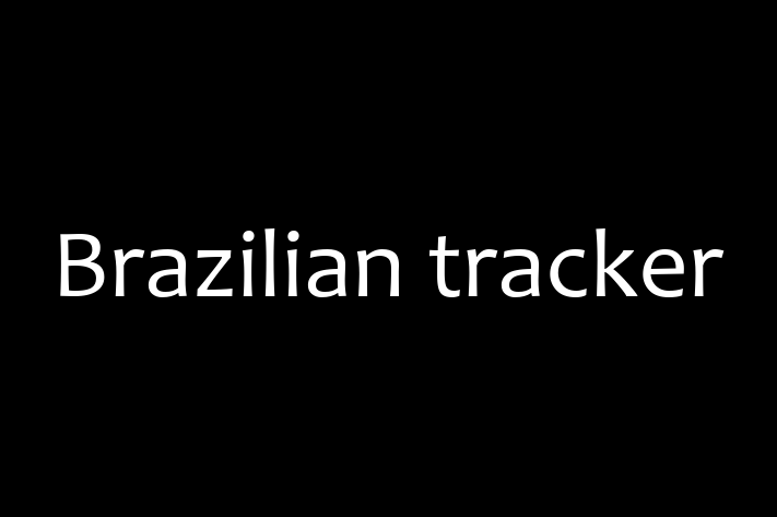 Find Your New Brazilian tracker Dog in Chichester