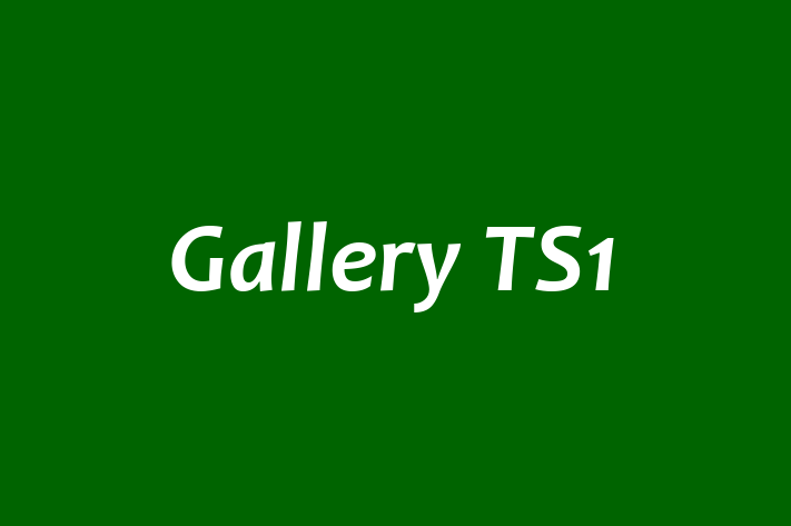 Gallery TS1