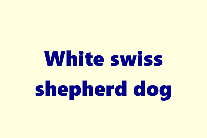 White swiss shepherd dog Dog in Caerphilly