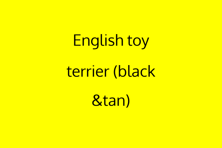 English toy terrier black tan Dog for Sale in Brighton