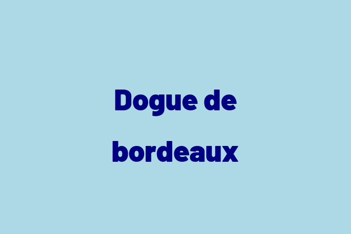 Dogue de bordeaux Dog for Adoption in Rowley Regis