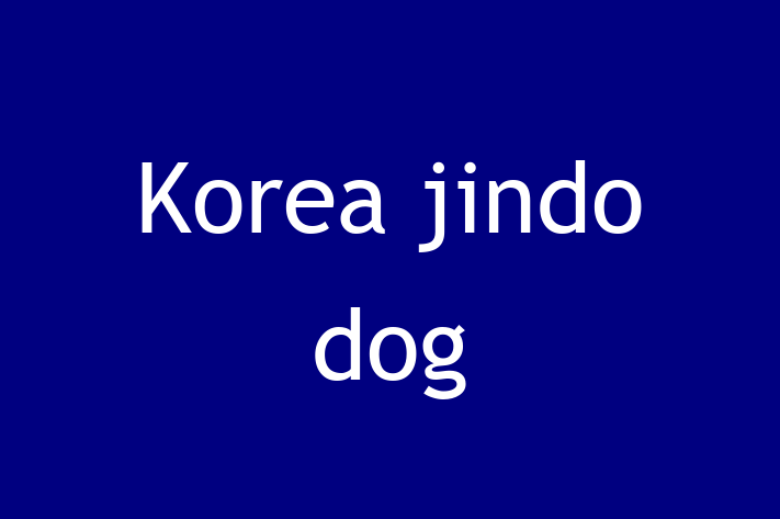 Korea jindo dog Dog PuppiesKittens for Sale in Llandeilo