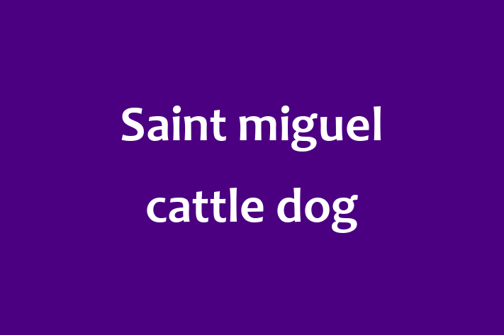 Saint miguel cattle dog Dog for Sale in Twickenham