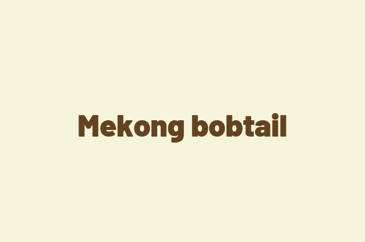 Mekong bobtail Cat Available Now in Wolverhampton