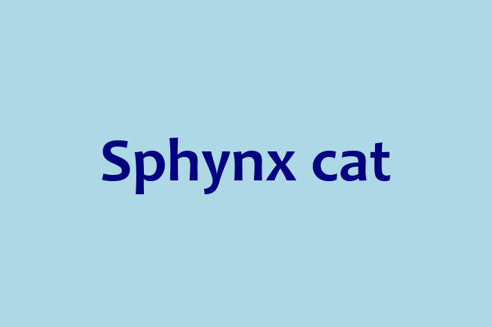 Sphynx cat Cat for Adoption in Dewsbury