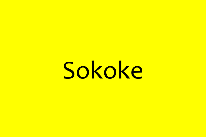 Sokoke for Sale in Preston