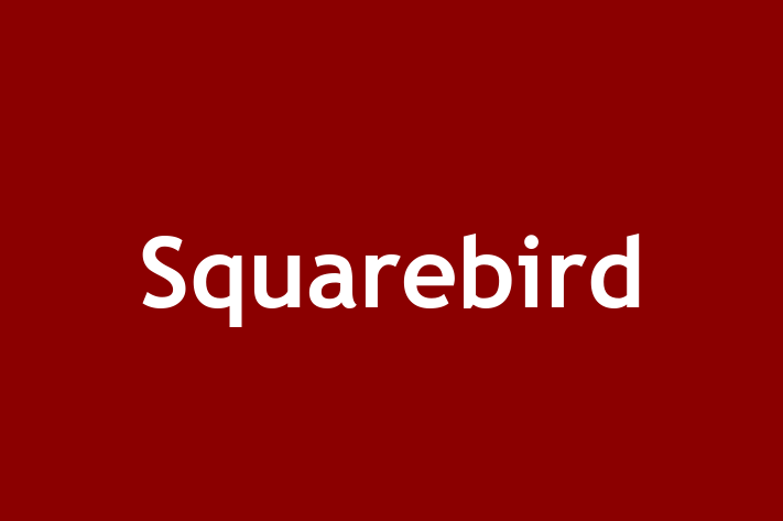 Squarebird