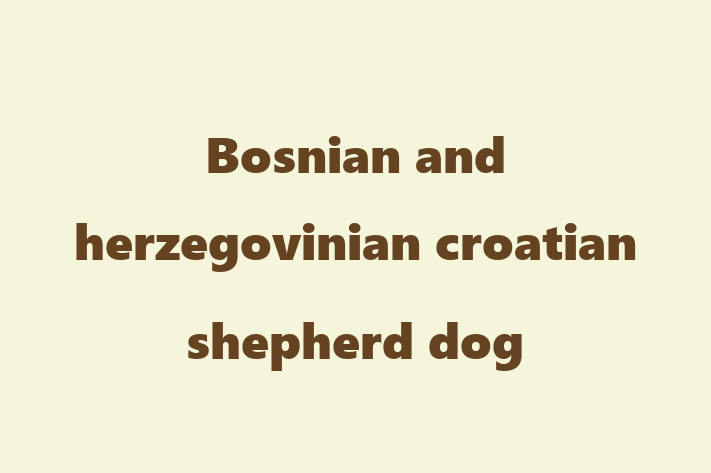 Bosnian and herzegovinian croatian shepherd dog Dog for Sale in Bembridge