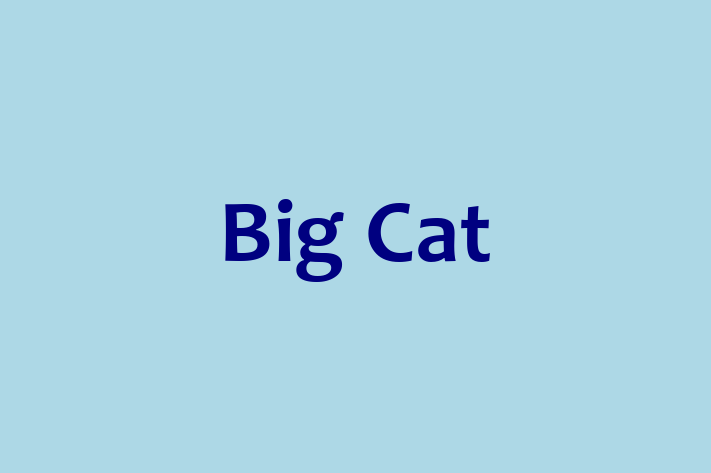 Big Cat