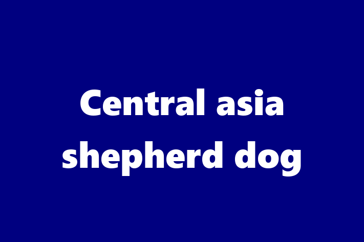 Central asia shepherd dog Dog Available Now in Bury